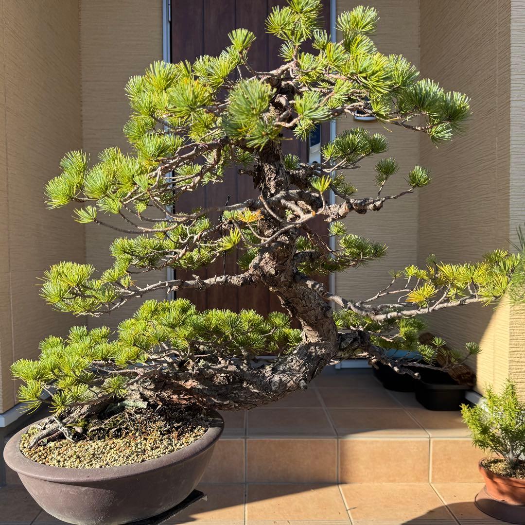 五葉松　Japanese White Pine 山秋手造り丸鉢