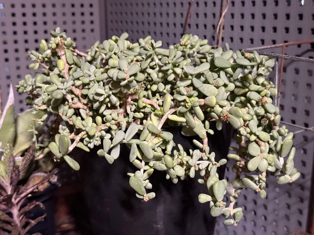 ケラリア　ピグマエア　綴化　モンスト