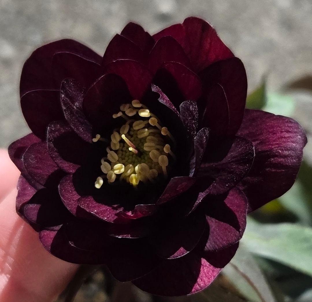 クリスマスローズ　キラメキチョコレート