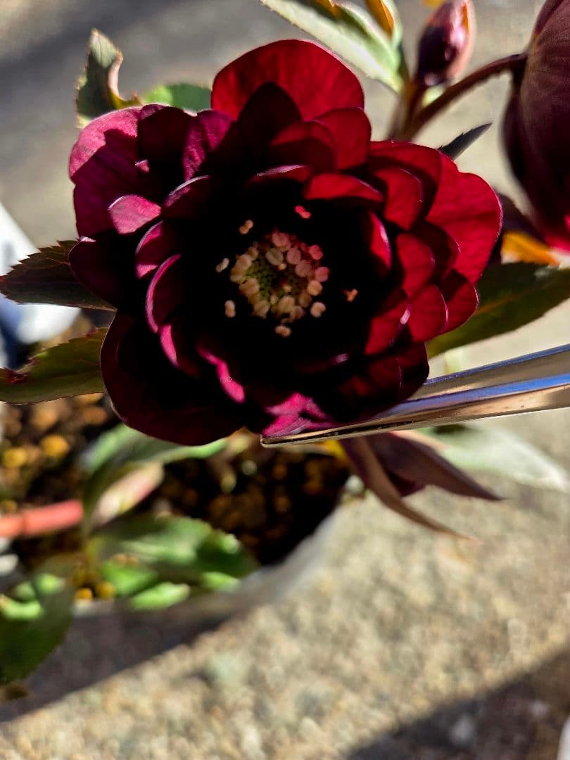 クリスマスローズ　キラメキチョコレート