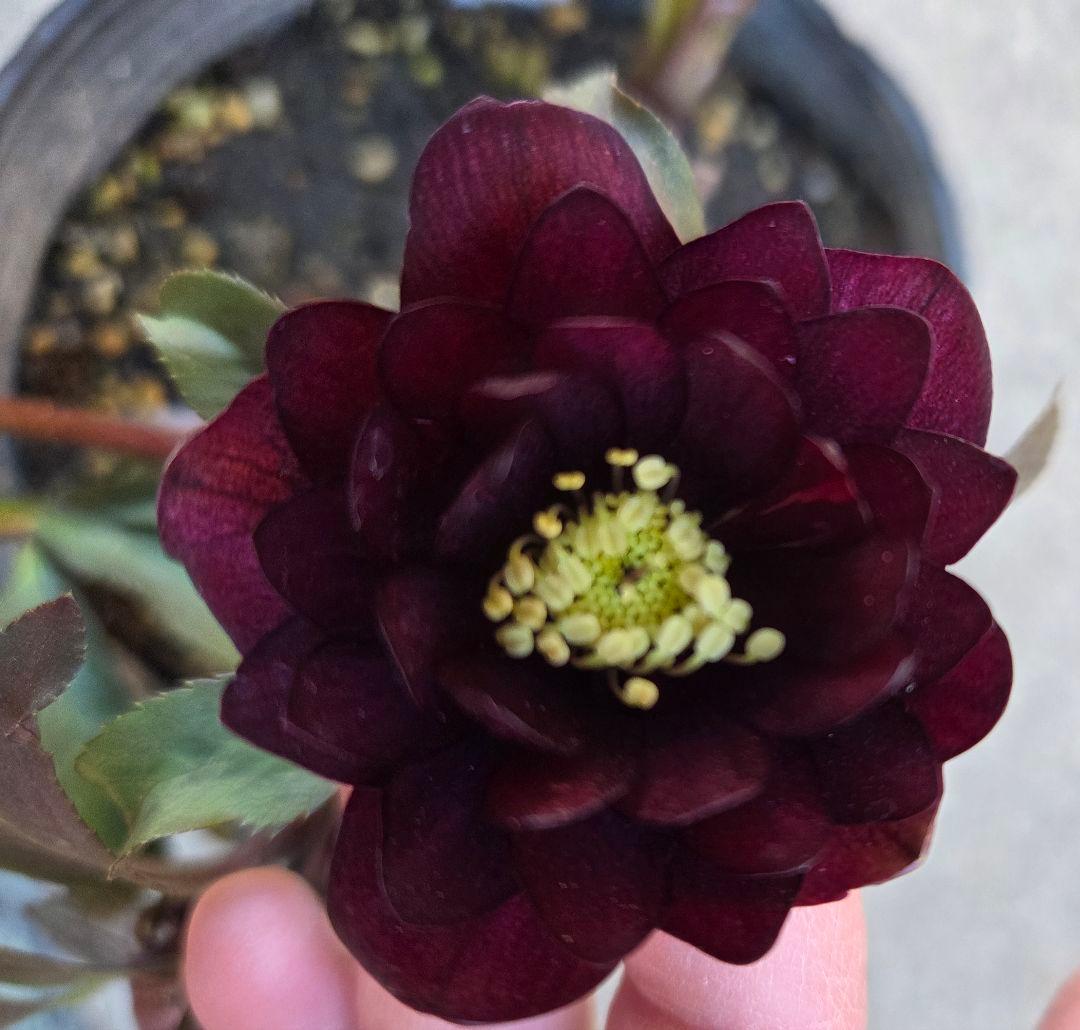 クリスマスローズ　キラメキチョコレート