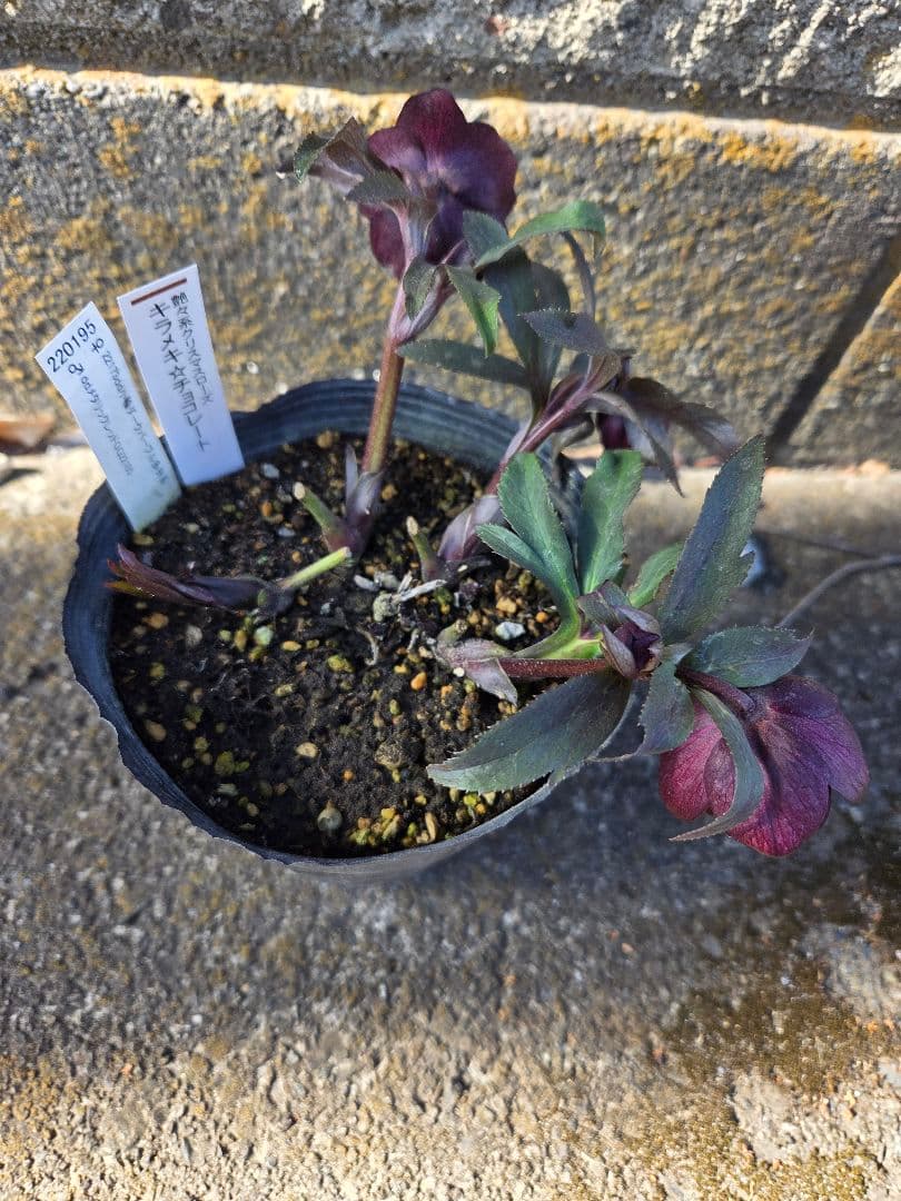 クリスマスローズ　キラメキチョコレート