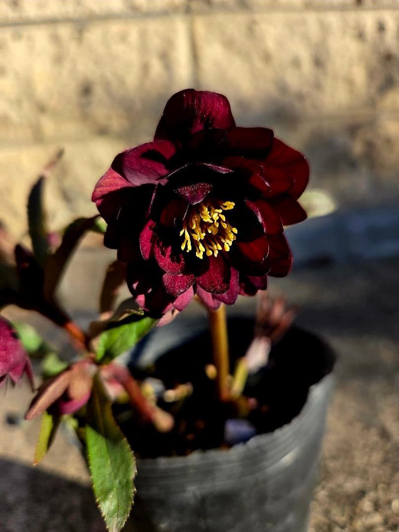 クリスマスローズ　キラメキチョコレート