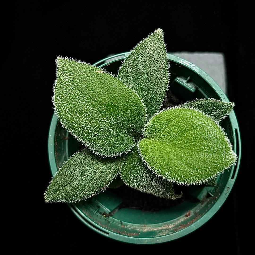 ホマロメナ sp sumatra utra 正規タグ付き