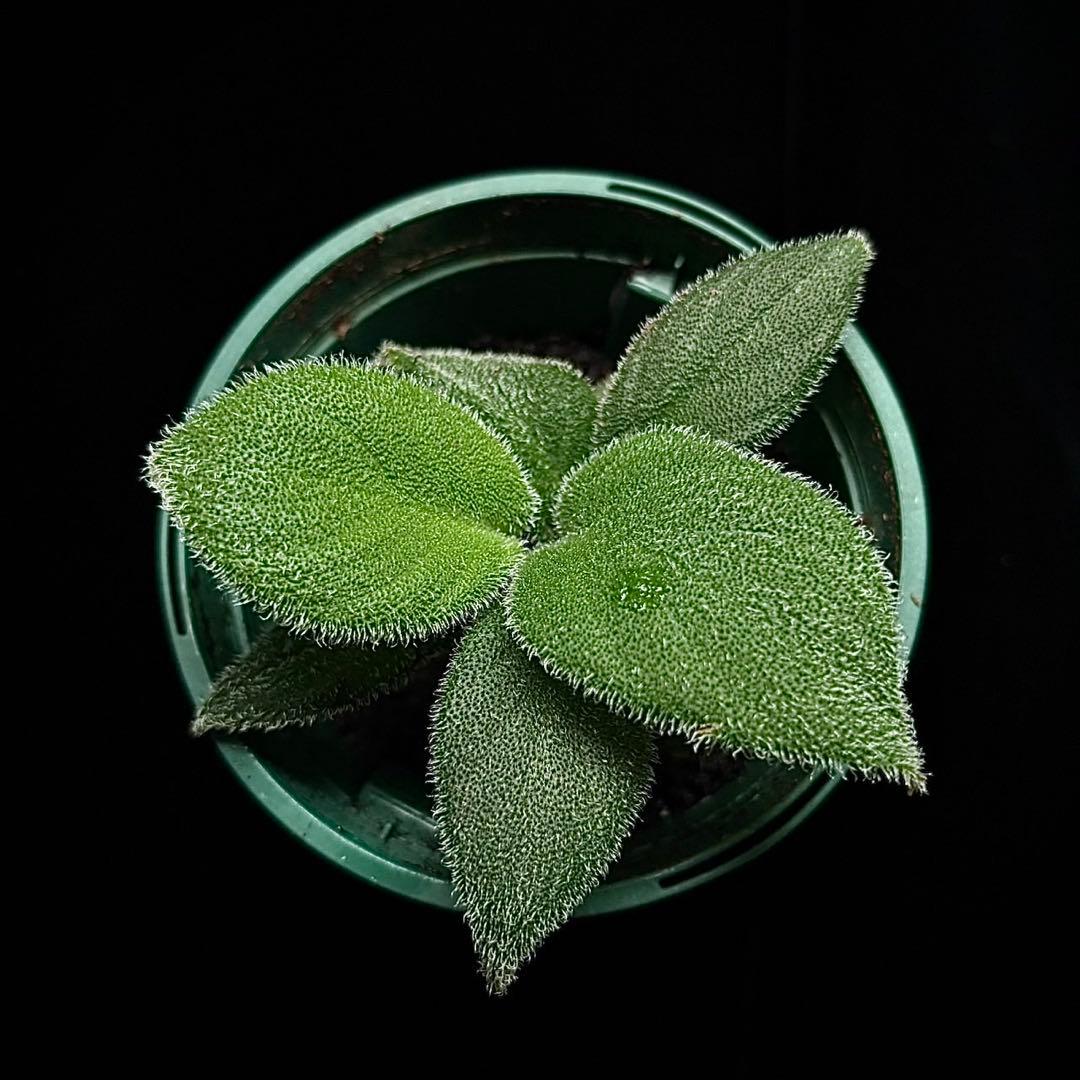 ホマロメナ sp sumatra utra 正規タグ付き