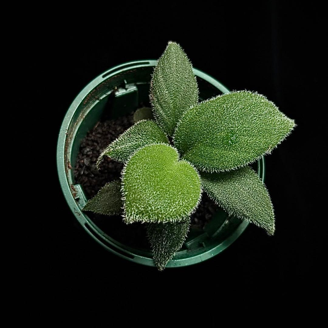 ホマロメナ sp sumatra utra 正規タグ付き