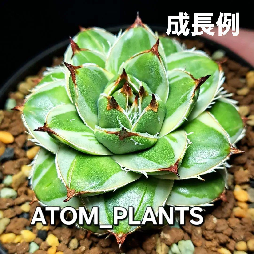 ★発根済★②　王妃笹の雪a型白覆輪　ピンキー