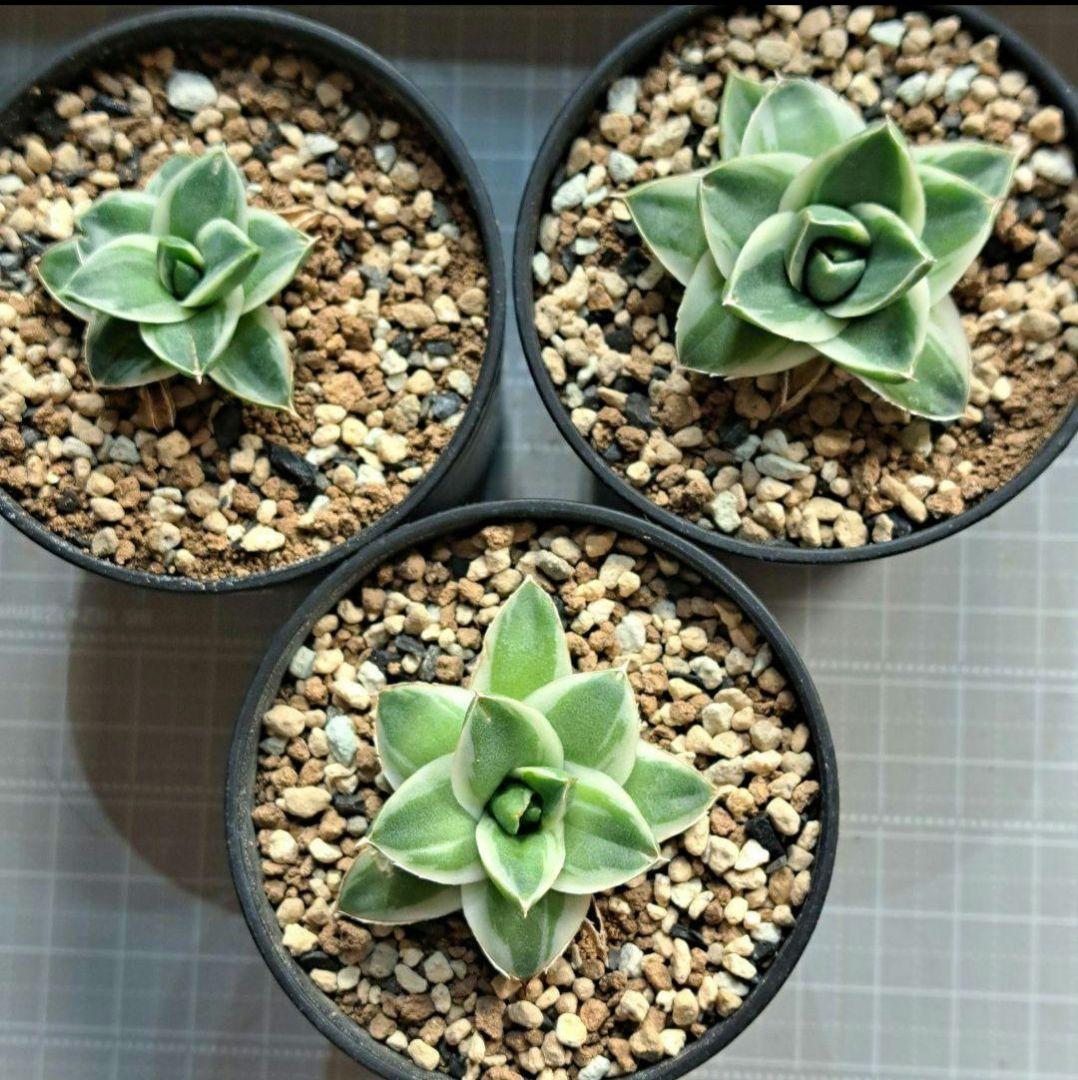 ★発根済★②　王妃笹の雪a型白覆輪　ピンキー