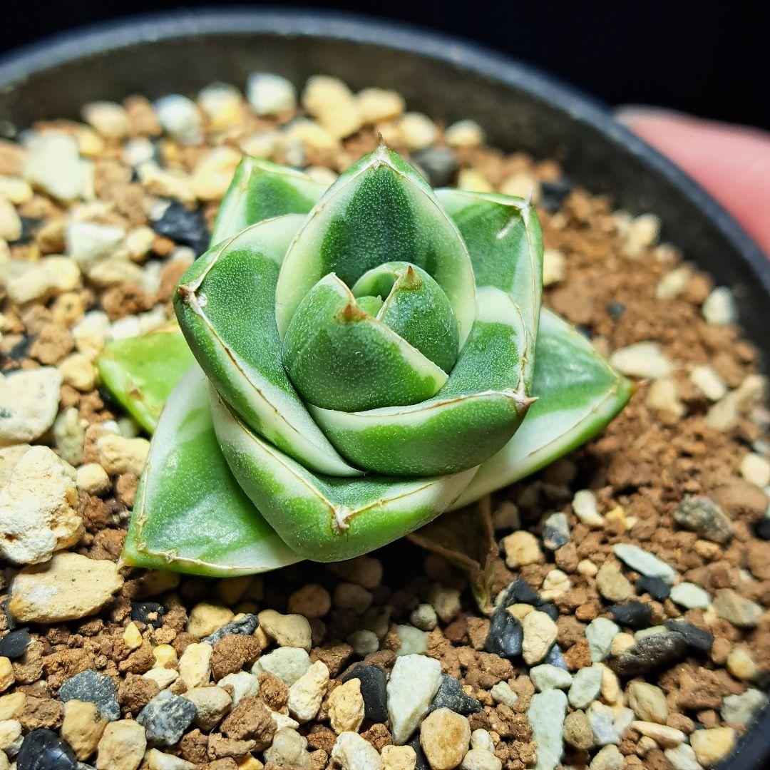 ★発根済★②　王妃笹の雪a型白覆輪　ピンキー