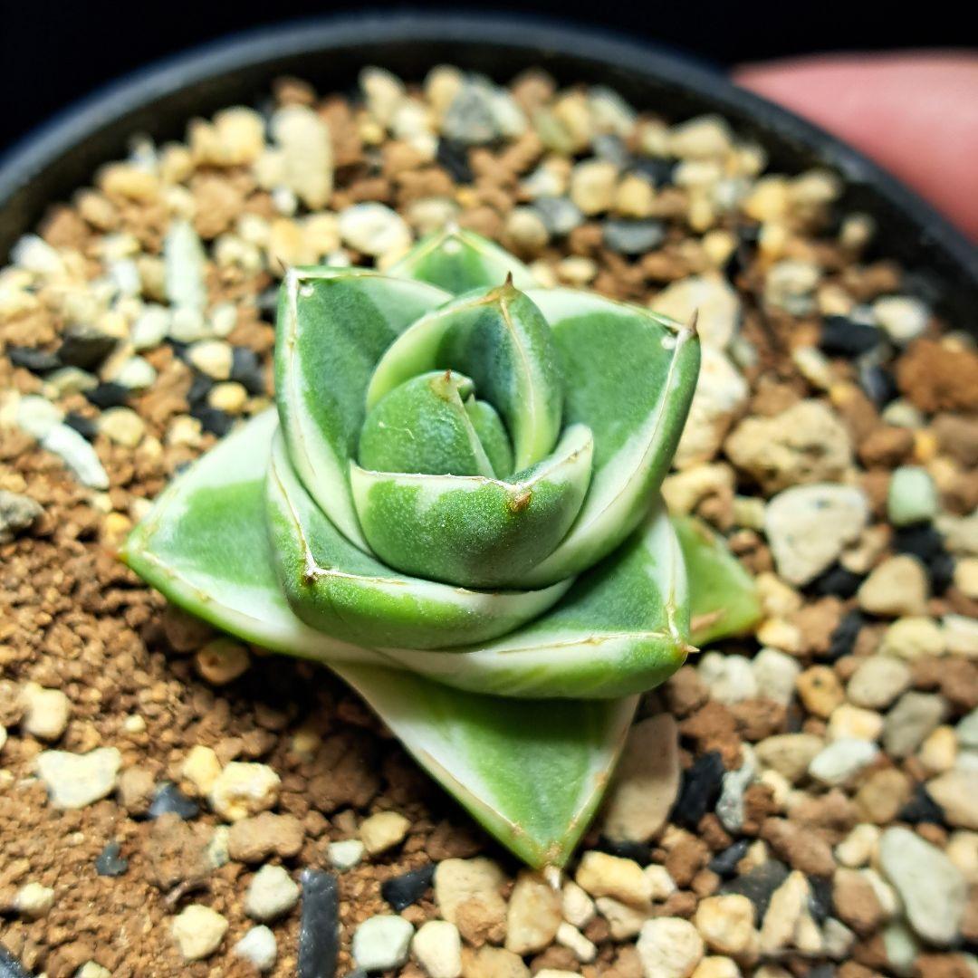 ★発根済★②　王妃笹の雪a型白覆輪　ピンキー