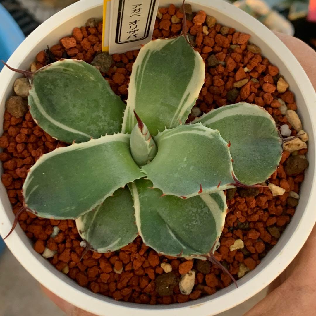 アガベ オリザバ OC株