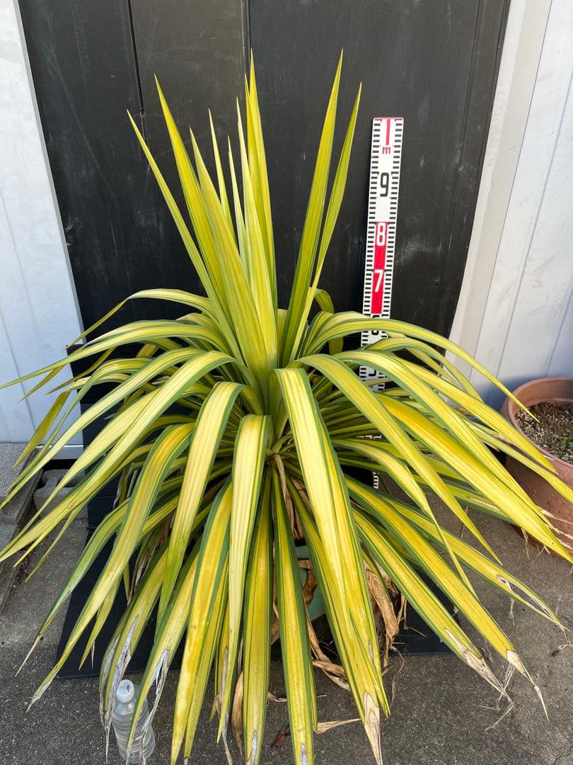 ユッカ　プレミアムゴールド　芋2つき鉢植え　 緑と黄色のストライプ 約90cm