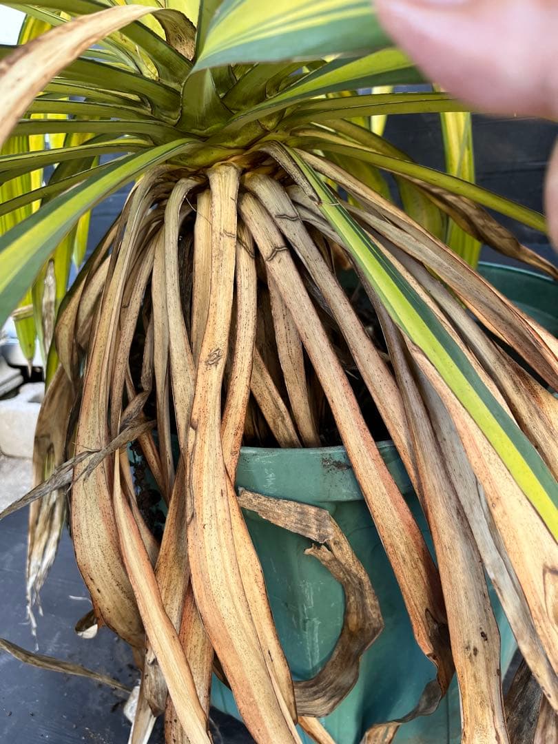 ユッカ　プレミアムゴールド　芋2つき鉢植え　 緑と黄色のストライプ 約90cm