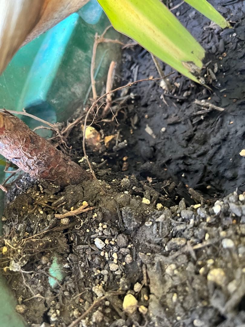 ユッカ　プレミアムゴールド　芋2つき鉢植え　 緑と黄色のストライプ 約90cm