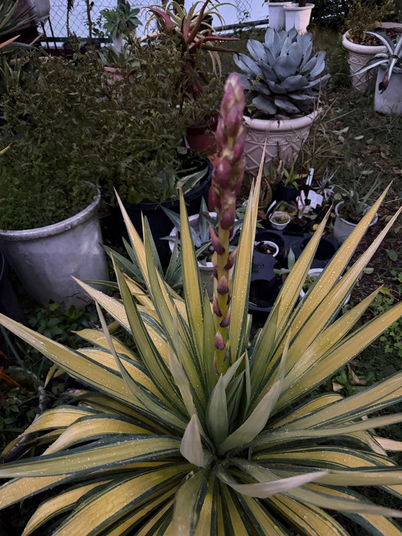 ユッカ　プレミアムゴールド　芋2つき鉢植え　 緑と黄色のストライプ 約90cm