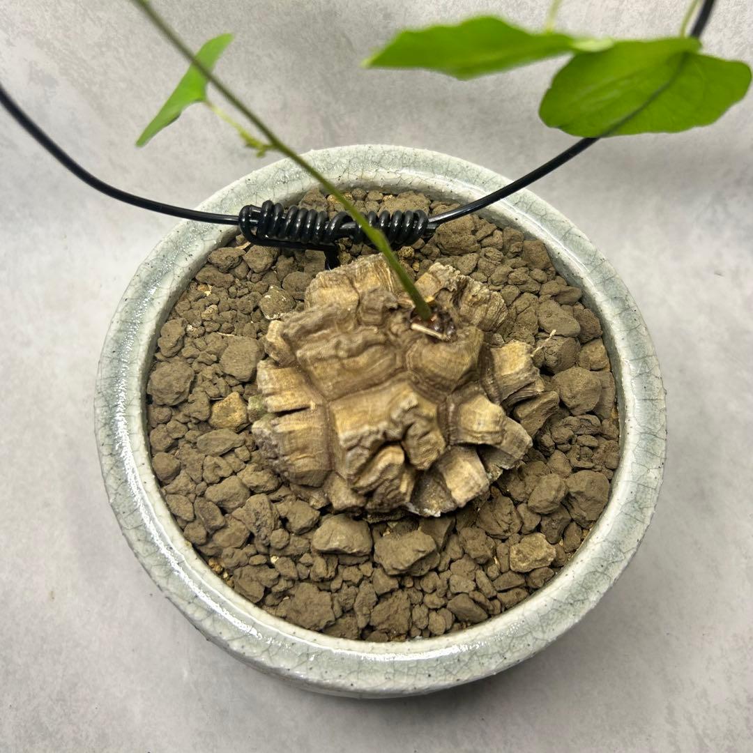 亀甲竜 (鉢入り) 6cm越え バキボコ割れ ディオスコレア　塊根植物