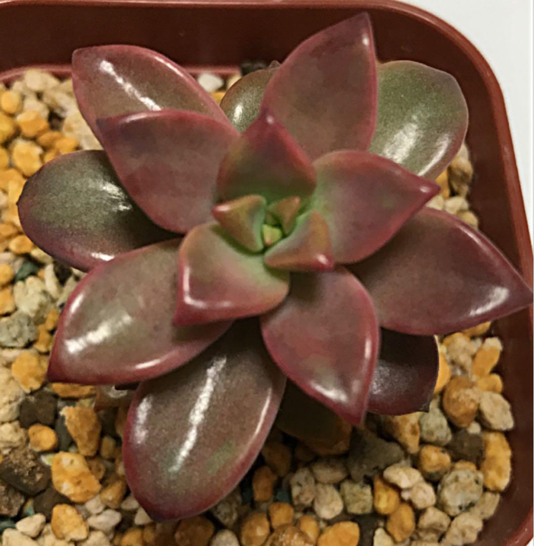 ピーチ姫② ブロンズ姫錦　カット苗　おまけ付き♡