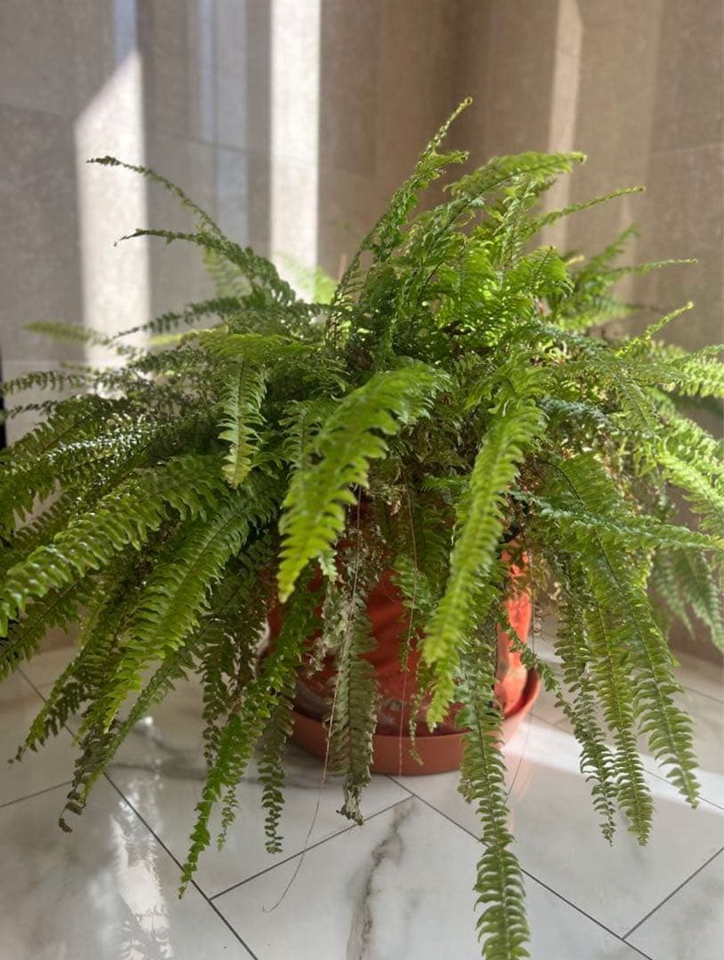 岡山 2日間限定価格 引き取り限定 特大 シダ ボストンファーン 観葉植物