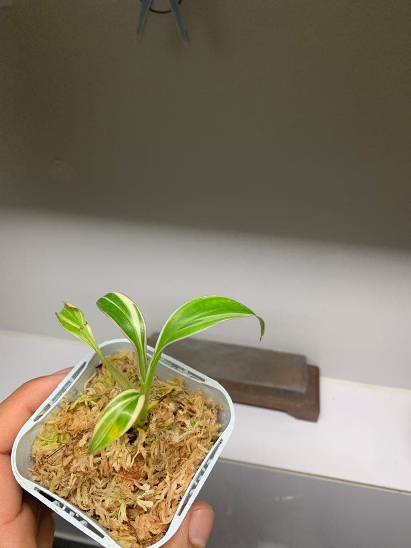 3X MUSA Nono / ムサノノ　バナナ