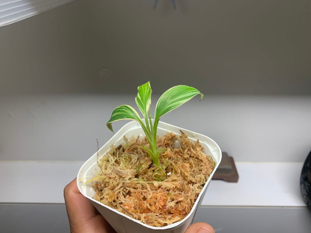 3X MUSA Nono / ムサノノ　バナナ