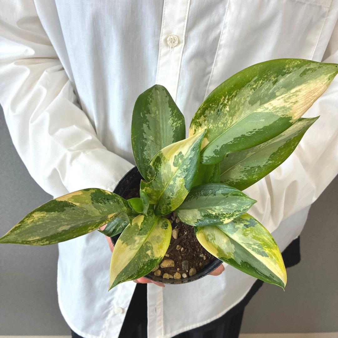 超希少❗️アグラオネマ　スワンナプーム✨