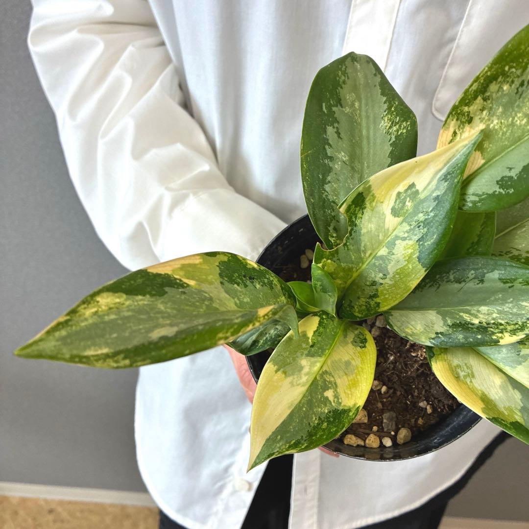 超希少❗️アグラオネマ　スワンナプーム✨
