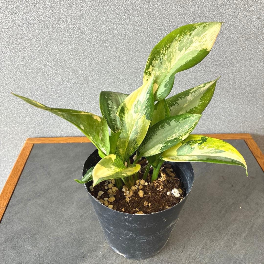 超希少❗️アグラオネマ　スワンナプーム✨