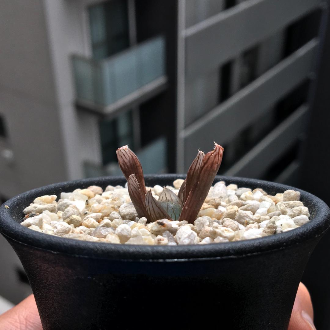 【期間限定出品】ハオルチア ピリフェラ RIB0136　多肉植物