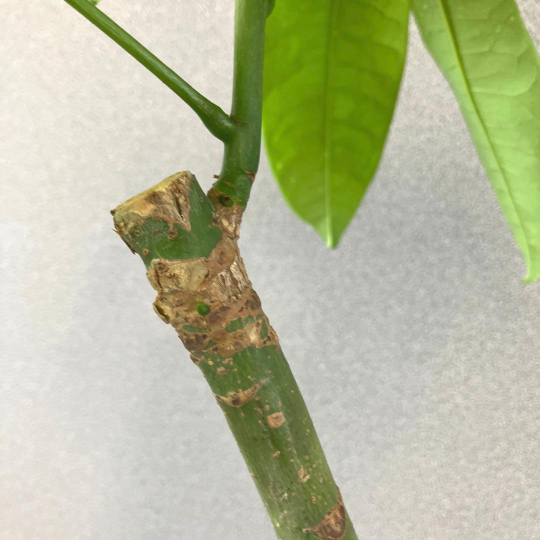 超絶希少❗️パキラ　ムーンライト　実生✨