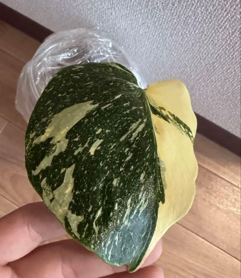 「超超レア」　モンステラ　デリシオーサ　メデューサ 新芽付き！本物!