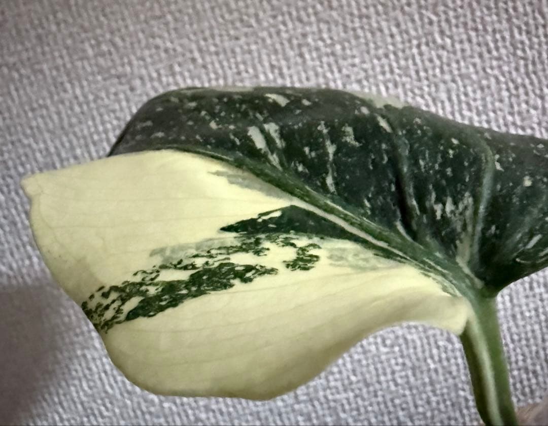 「超超レア」　モンステラ　デリシオーサ　メデューサ 新芽付き！本物!