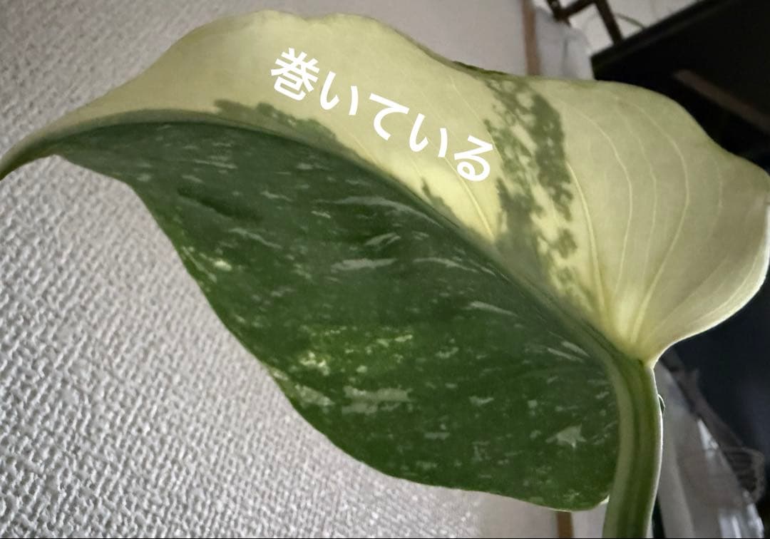 「超超レア」　モンステラ　デリシオーサ　メデューサ 新芽付き！本物!