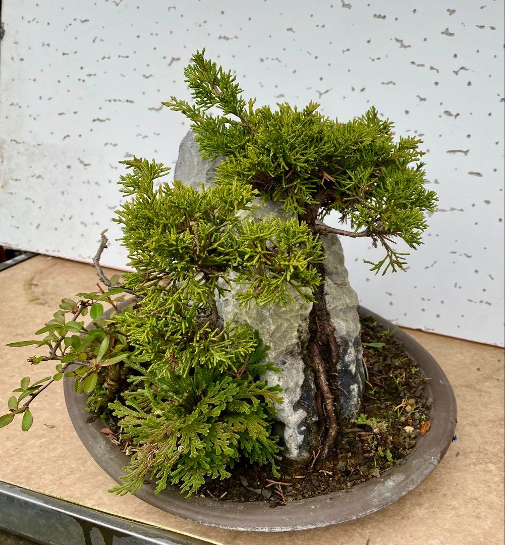 盆栽　自然石付き真柏　迫力あり　見応えあり❣️