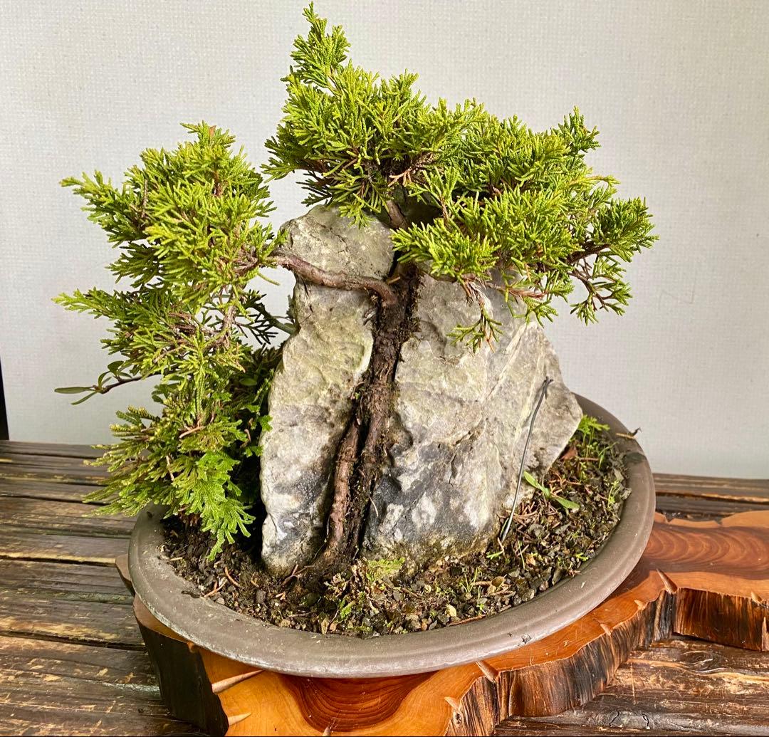 盆栽　自然石付き真柏　迫力あり　見応えあり❣️