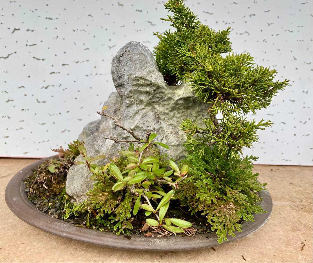 盆栽　自然石付き真柏　迫力あり　見応えあり❣️