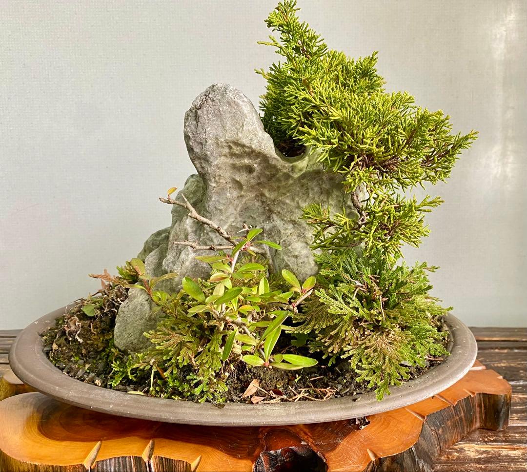 盆栽　自然石付き真柏　迫力あり　見応えあり❣️