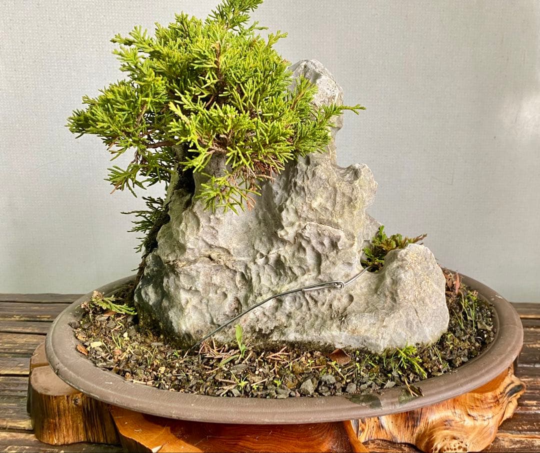 盆栽　自然石付き真柏　迫力あり　見応えあり❣️