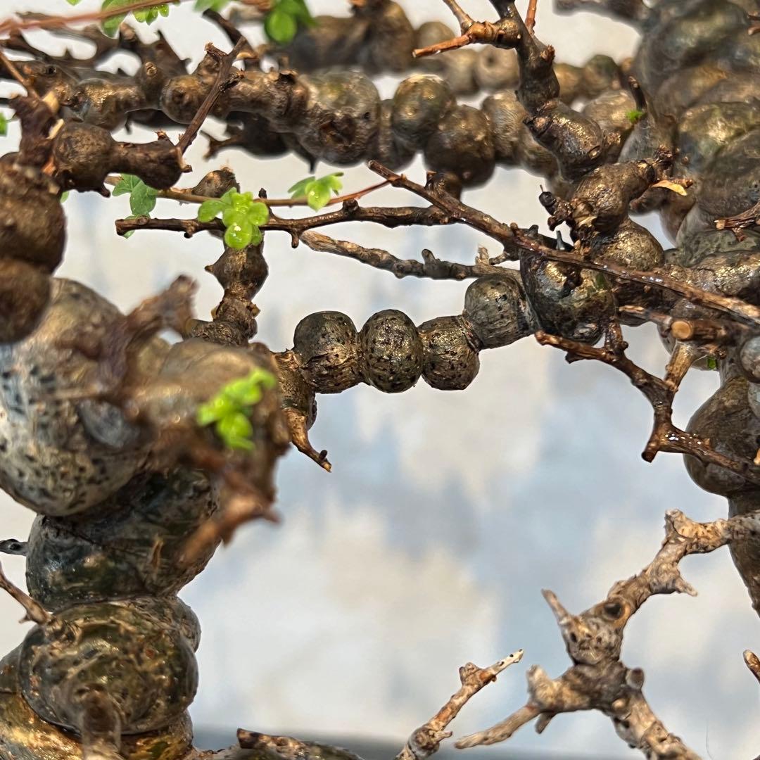 【希少株】コミフォラ エイル 現地球 発根済 塊根植物 サボテン コーデックス