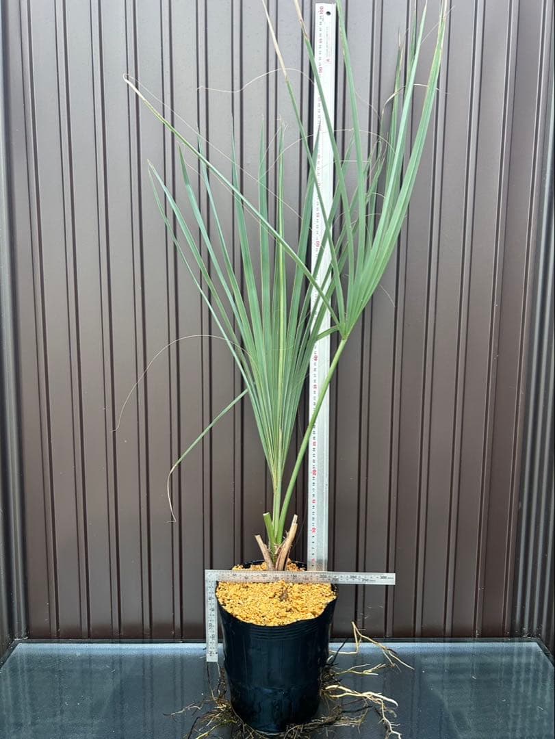 サバル ウレサナ 耐寒ヤシ