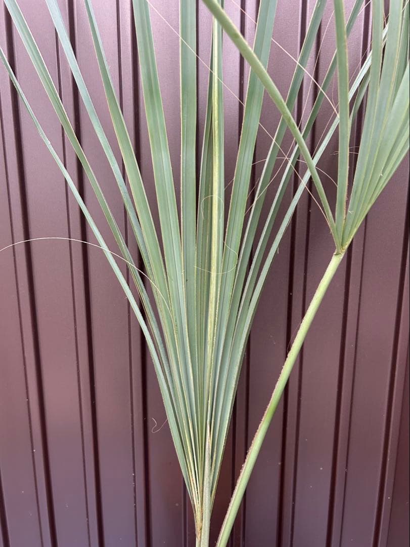 サバル ウレサナ 耐寒ヤシ