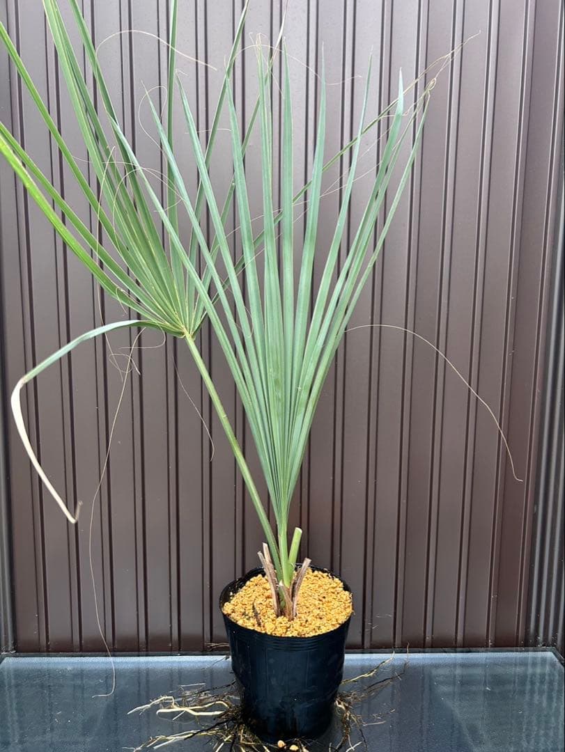 サバル ウレサナ 耐寒ヤシ