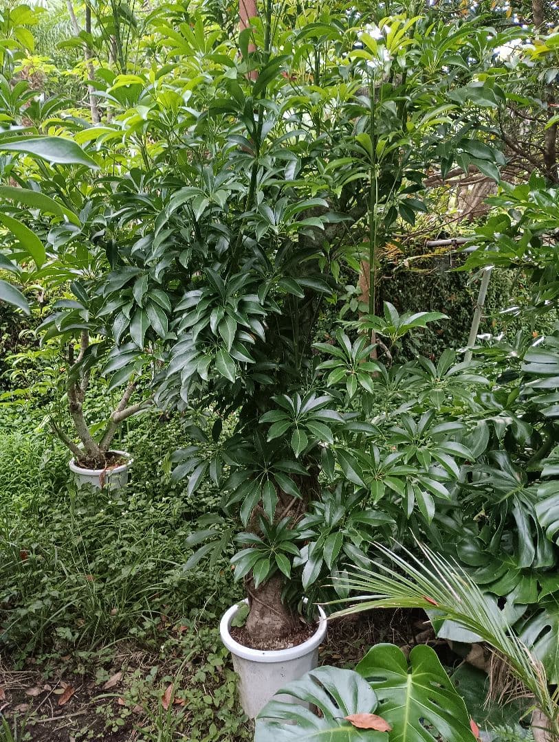 シェフレラ木立