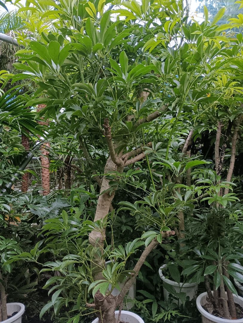 シェフレラ木立