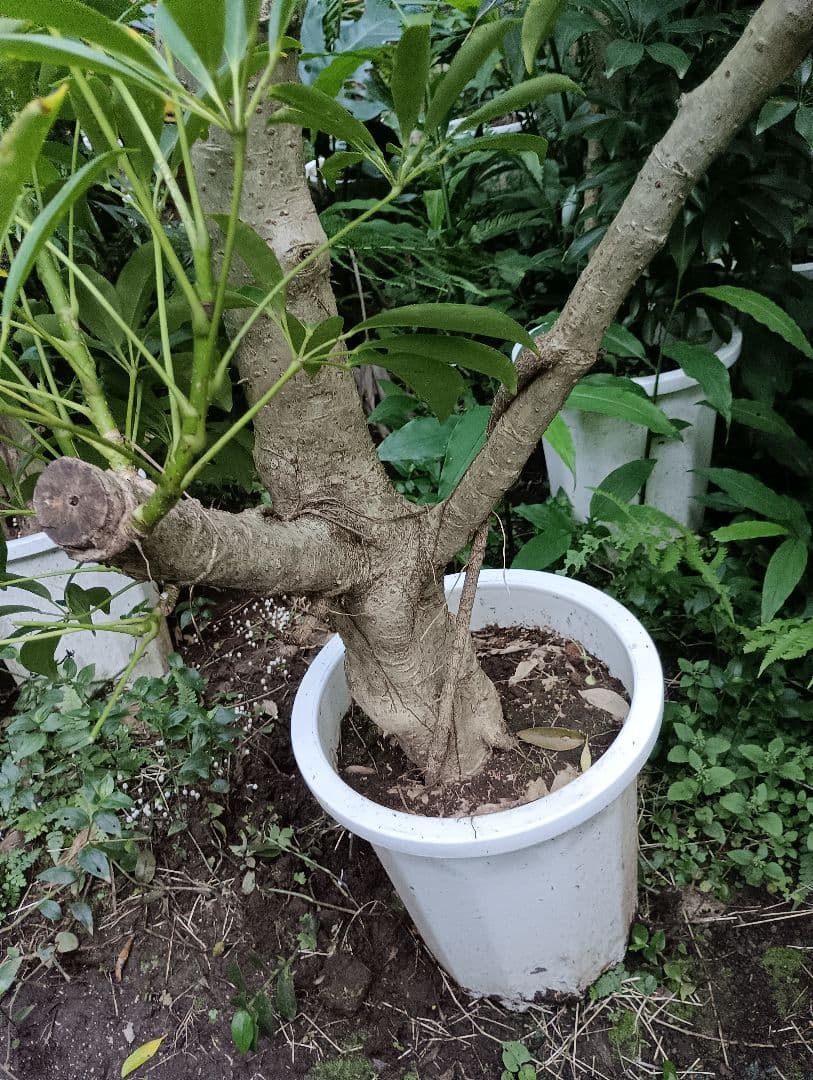 シェフレラ木立