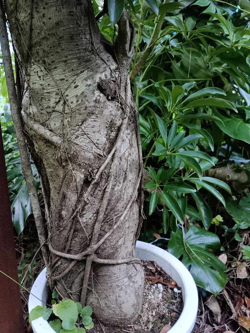 シェフレラ木立