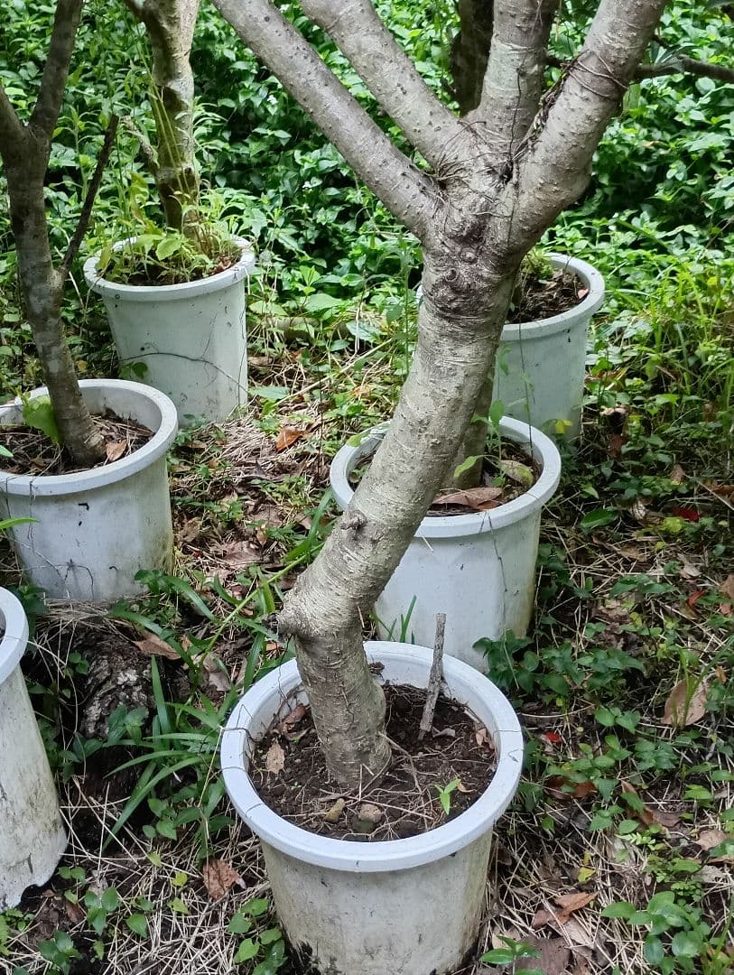 シェフレラ木立