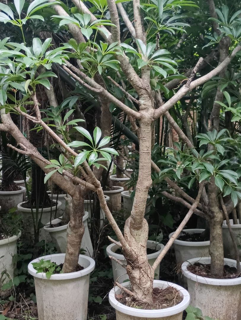 シェフレラ木立