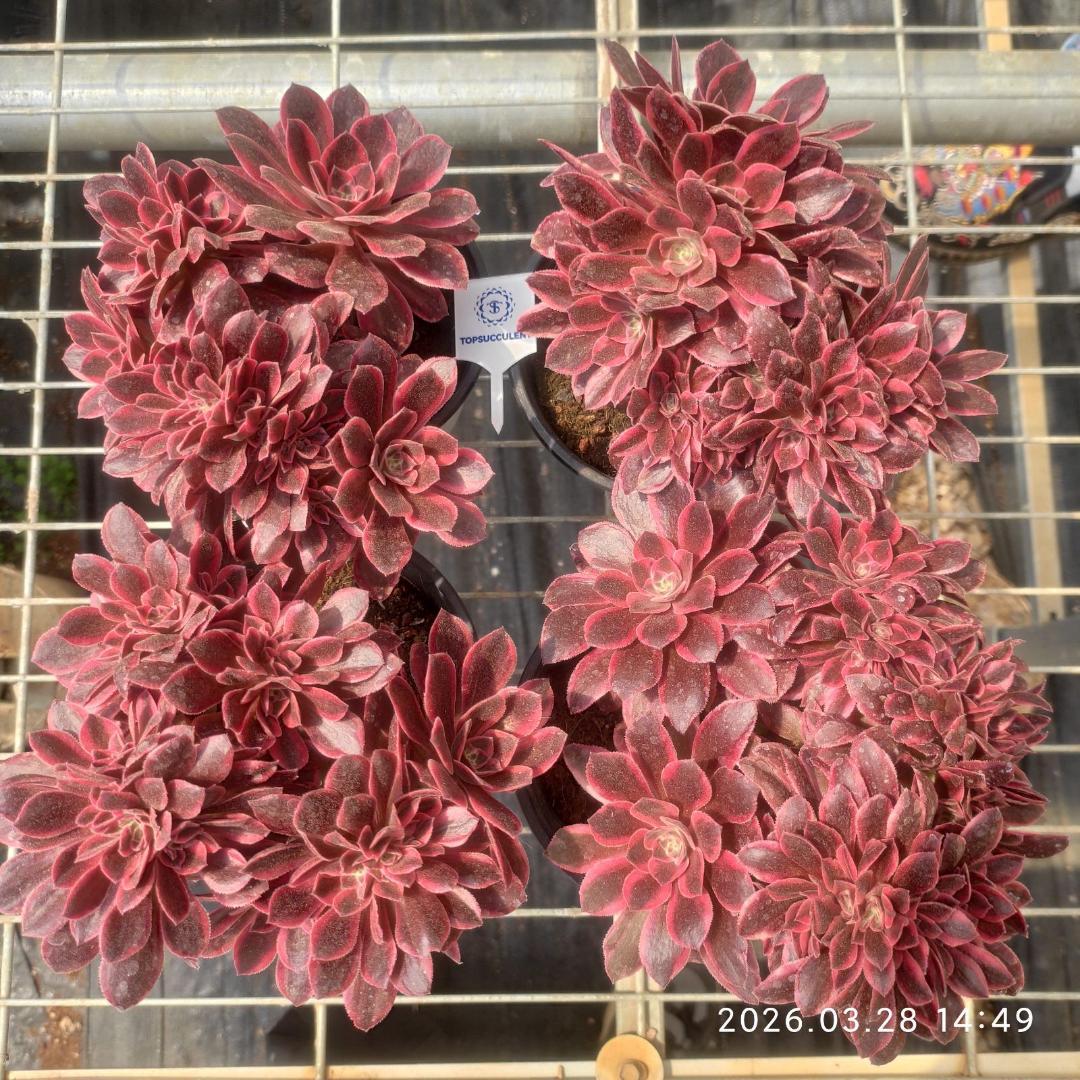 Top【選抜株】多肉植物　16750ブラック　デビル 24個　鉢無し/脱土