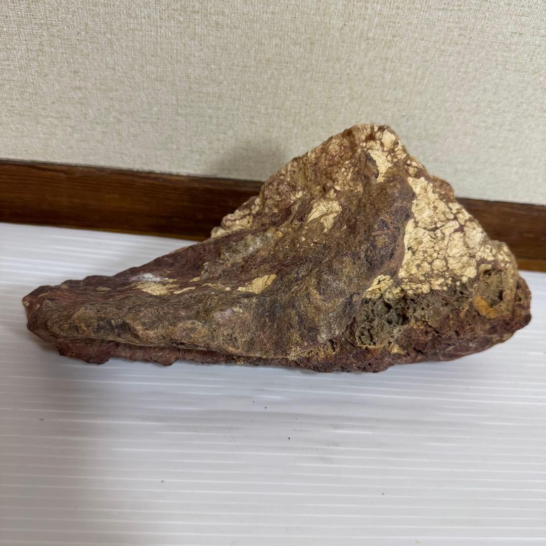 鑑賞石　化石入り？