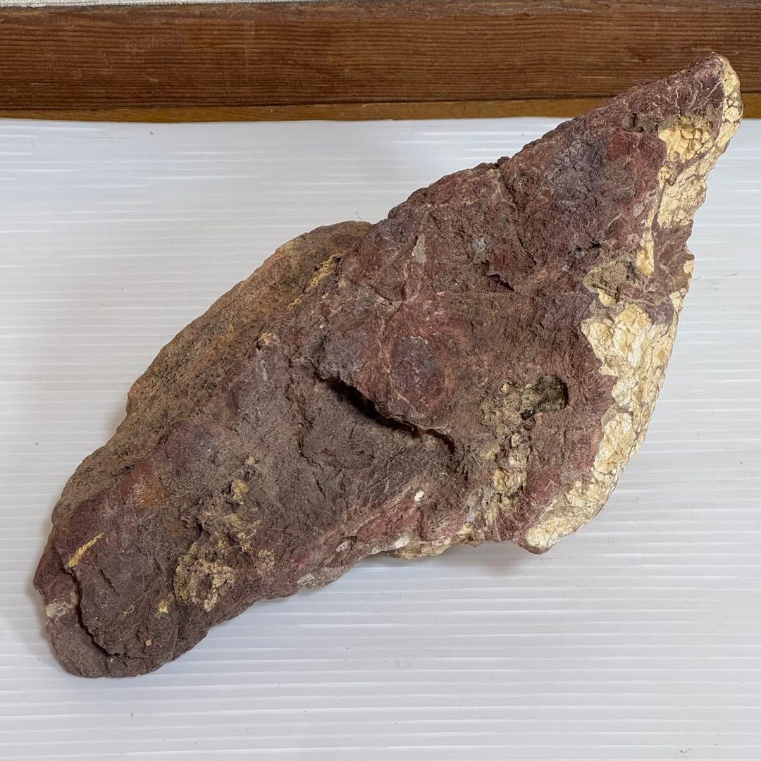 鑑賞石　化石入り？